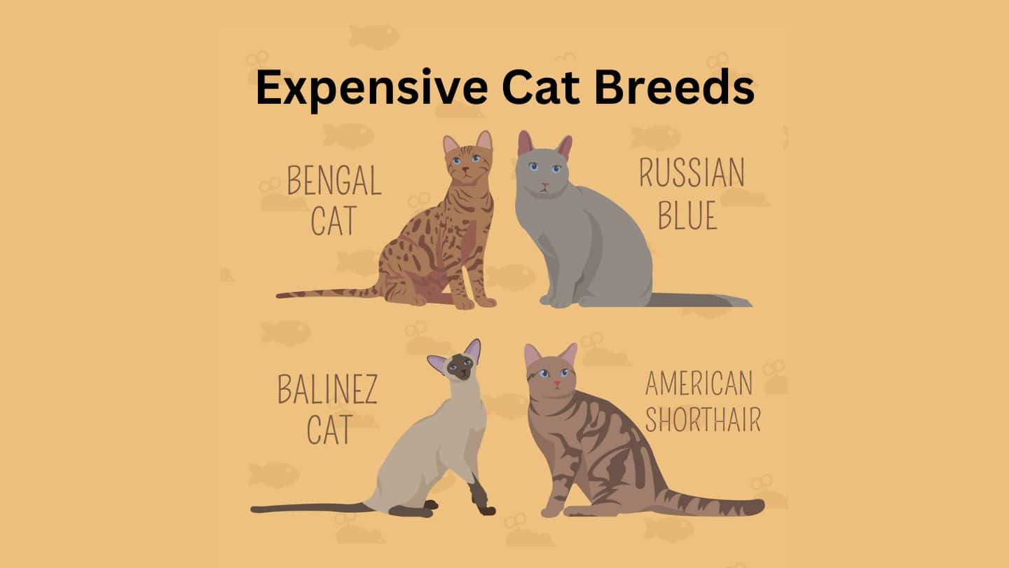 Top 16 Most Expensive Cat Breeds In The World